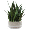 Uttermost - 60271 - Accent Plant - Sansera Snake - Beige And Tan