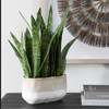 Uttermost - 60271 - Accent Plant - Sansera Snake - Beige And Tan