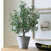 Uttermost - 60268 - Planter - Marisol - Natural-looking Olives
