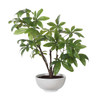 Uttermost - 60225 - Tree - Pachira Money - Glossy White
