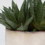 Uttermost - 60213 - Succulent Accent - Doha - Green And Burgundy