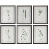 Uttermost - 41459 - Framed Prints, S/6 - Forest Finds - Dark Espresso