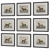 Uttermost - 32343 - Framed Prints, S/9 - Equine Dynasty - Dark Walnut