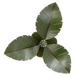 Varaluz - 901S03 - Three Light Semi-Flush Mount - Banana Leaf - Banana Leaf