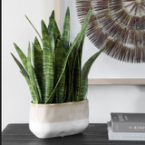 Uttermost - 60271 - Accent Plant - Sansera Snake - Beige And Tan