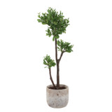 Uttermost - 60266 - Tree - Arbor Strawberry - Aged Ivory