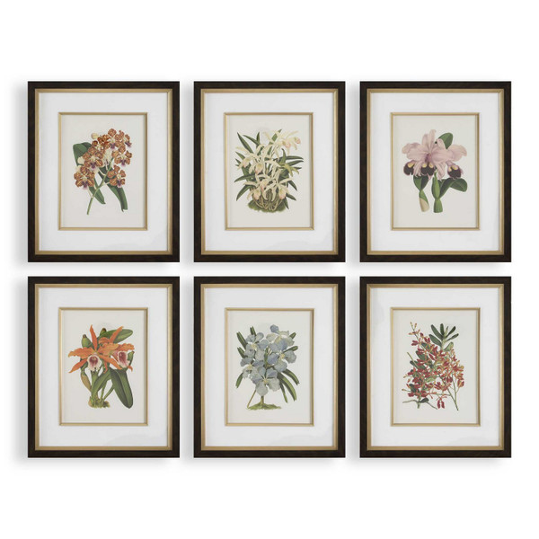 Uttermost - 32447 - Framed Prints Set/6 - Orchid