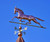 Large Horse Weathervane