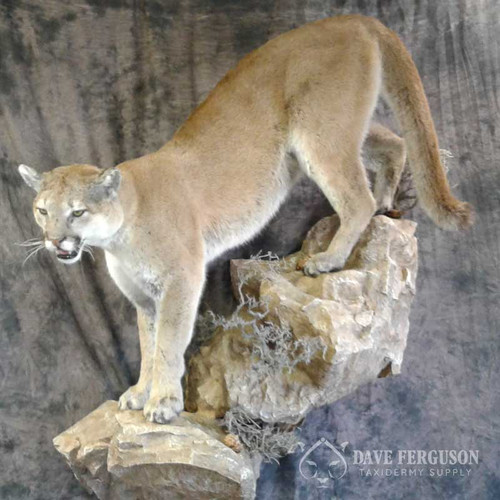 Cougar Lifesize 3 1/2 x 33 x 52