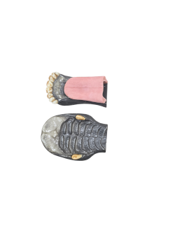 Elk 1/2 Jawset Painted