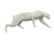 Cougar lifesize by Jim Beenken