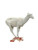 Dall Sheep Lifesize