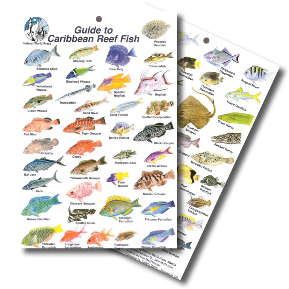 Guide to Reef Fish of Florida Mini ID Card