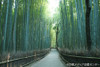 Sagano Bamboo Grove