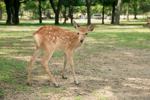 Nara Park, Nara