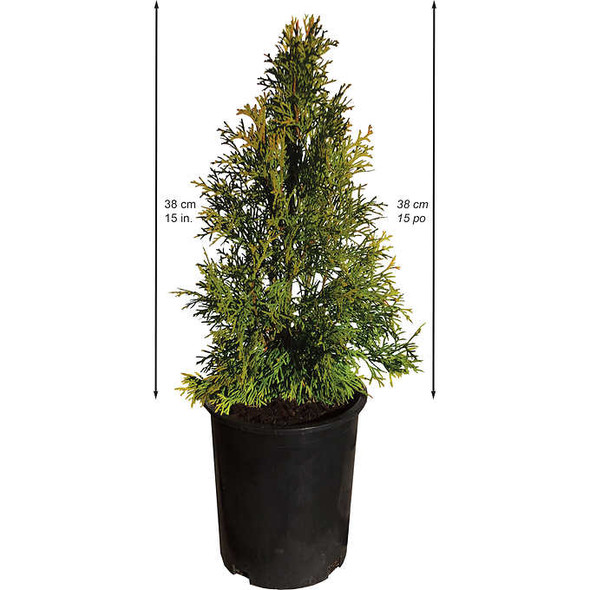 Cedar Hedging 6-pack