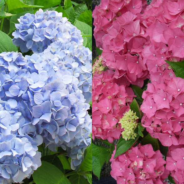 Hydrangea Collection - 6 Pack