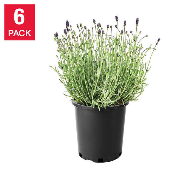 Lavender Collection, 6-pack