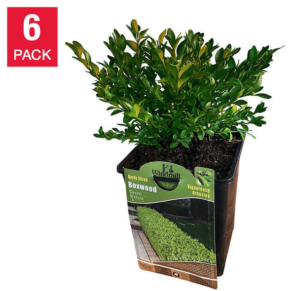 Boxwood Hedging, 6-pack