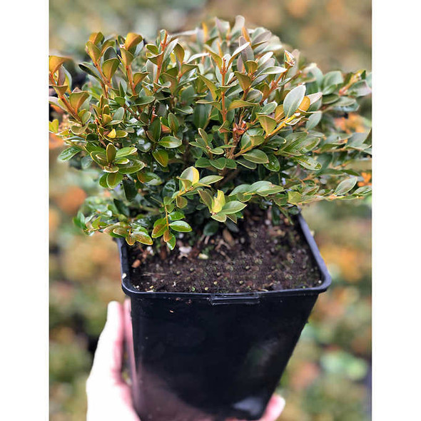 Boxwood Hedging, 6-pack