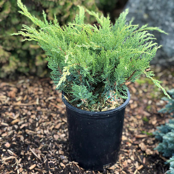 Hardy Evergreen Juniper Collection, 6-pack