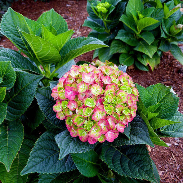 Bloomin’ Easy Tilt-A-Swirl Hydrangea