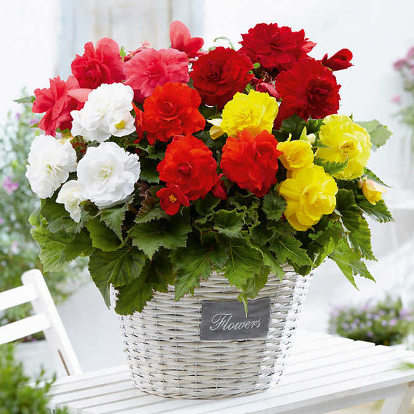 Assorted Double Begonia Collection