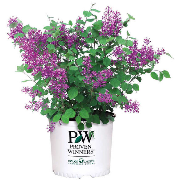 PW Bloomerang Lilac Dark Purple