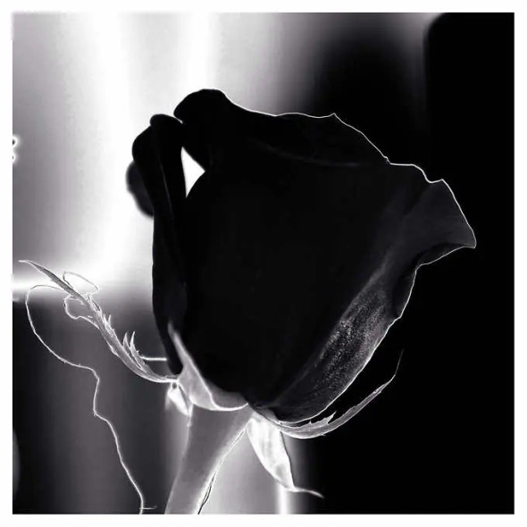Appollo - Rose 76 cm x 76 cm (30 in. x 30 in.) Black and White Photography on Canvas