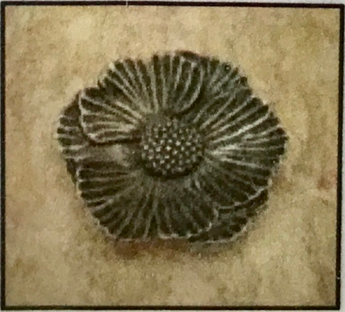 Sm. Lotus Flower Knob