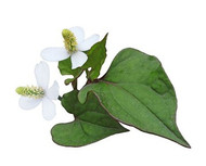 Heartleaf houttuynia and how it can help to banish acne