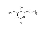 The benefit of ceramides in skincare