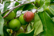 ​5 reasons why Camu camu is the perfect ingredient to treat acne