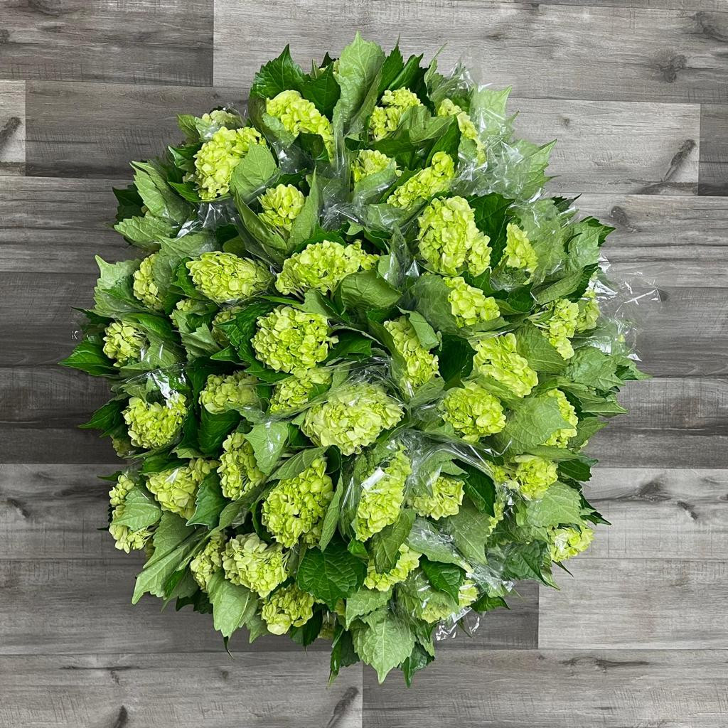 Hydrangea Mini Green Box 60 Stems - Flowers and Services