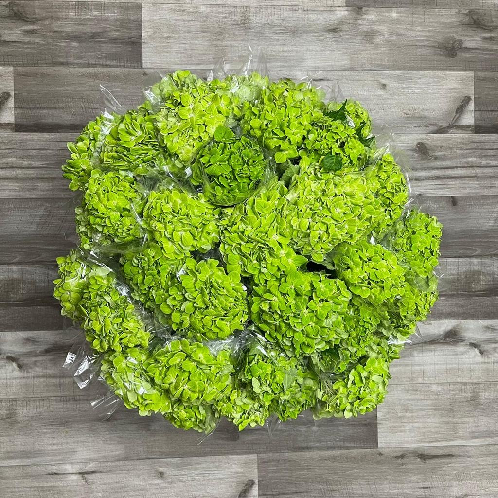 Hydrangea Lime Box 40 Stems - Flowers and Services