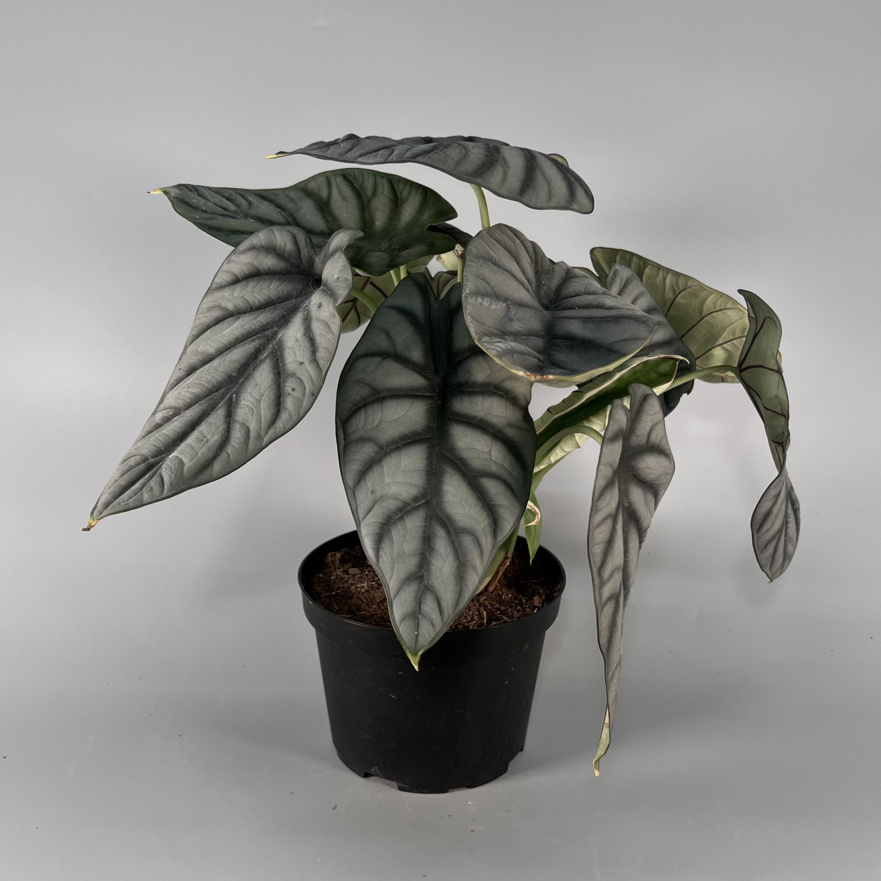Alocasia Silver Dragon Plant 6