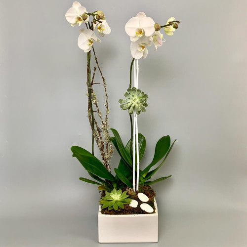 Contemporary Orchid