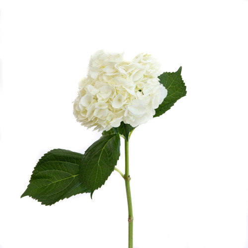 Hydrangea White