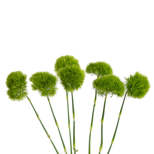 Dianthus