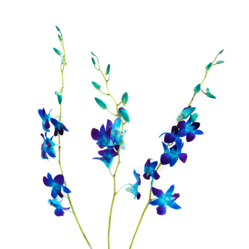 Dendrobium 5 ST (+colors)