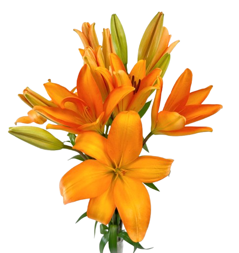 Asiatic Lilies (+colors)