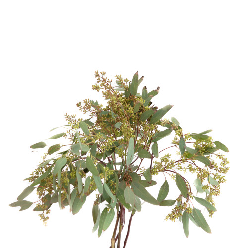Eucalyptus Seeded