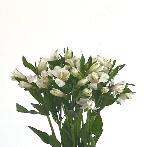 Alstromeria (+colors)