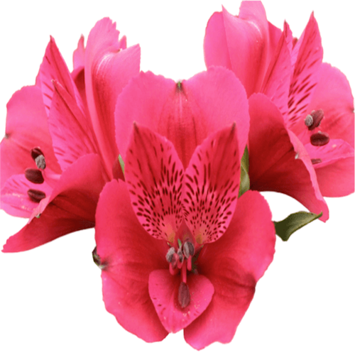 Alstromeria (+colors)