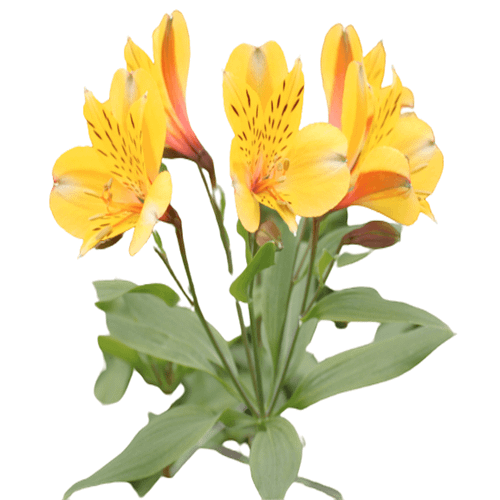 Alstromeria (+colors)
