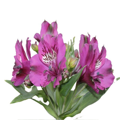 Alstromeria (+colors)