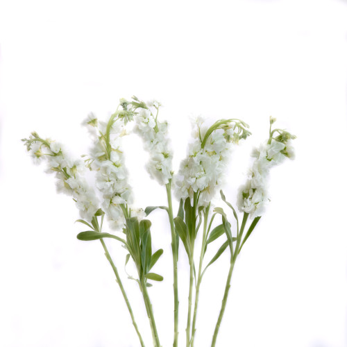 Stock White