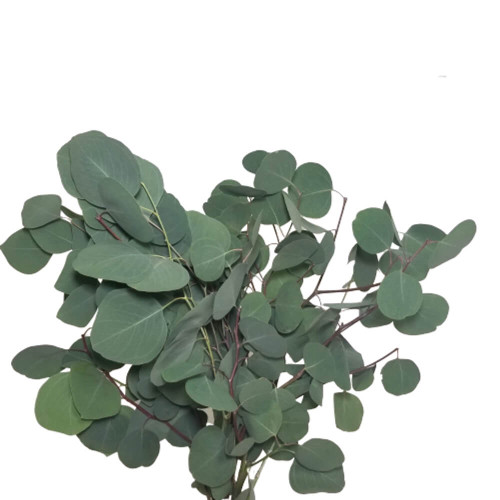 Eucalyptus Silver Dollar