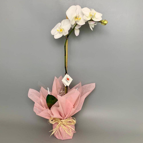 Wrapped Orchid