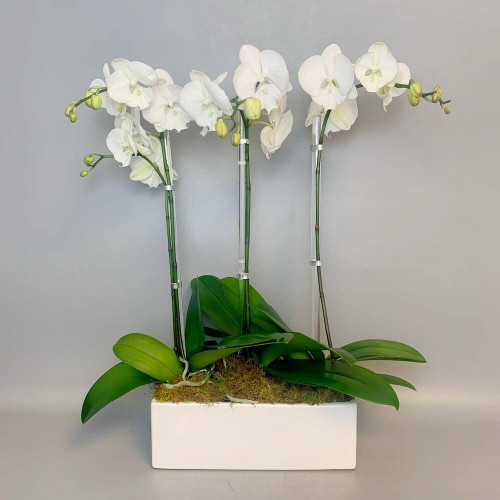 White Orchid Arrangement